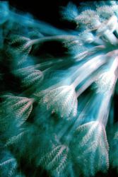 coral by Sergio Loppel 